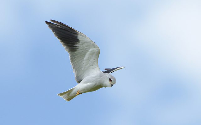 Black-winged Kite reference