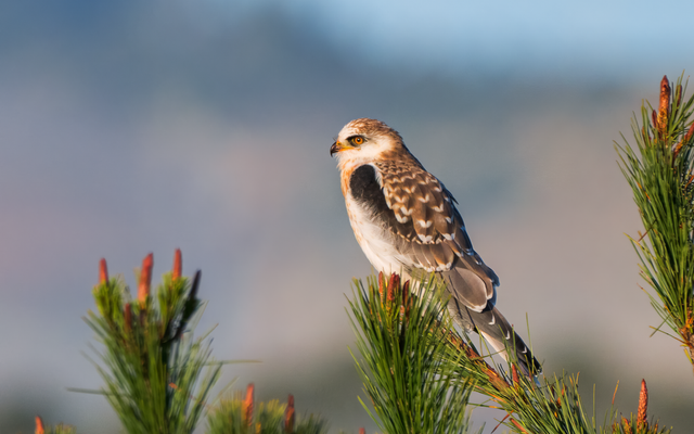 White-tailed Kite reference