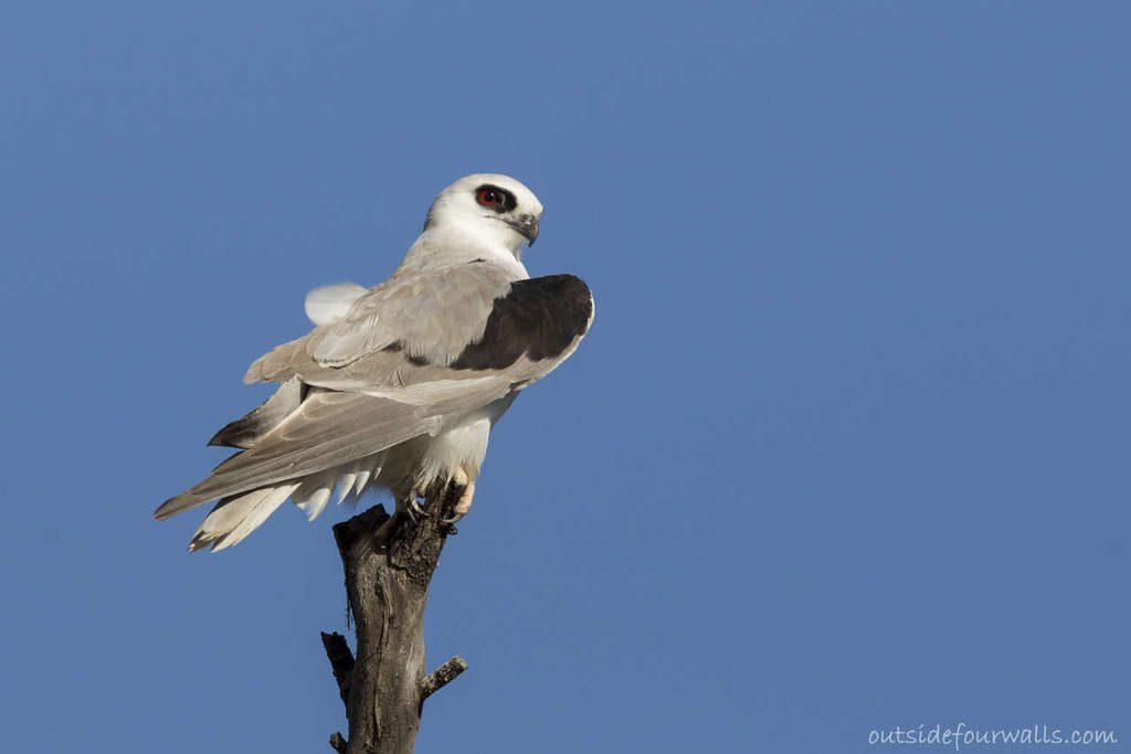 Letter-winged Kite reference