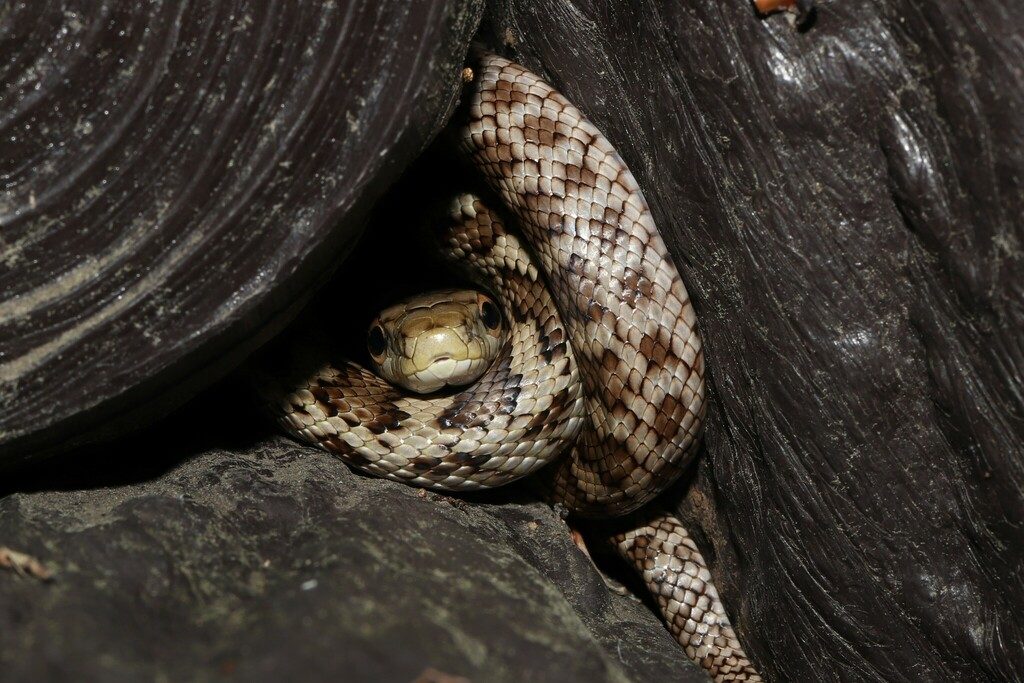 Japanese Rat Snake reference