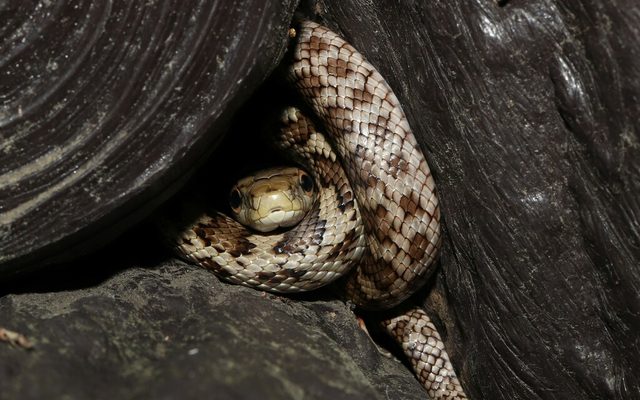Japanese Rat Snake reference