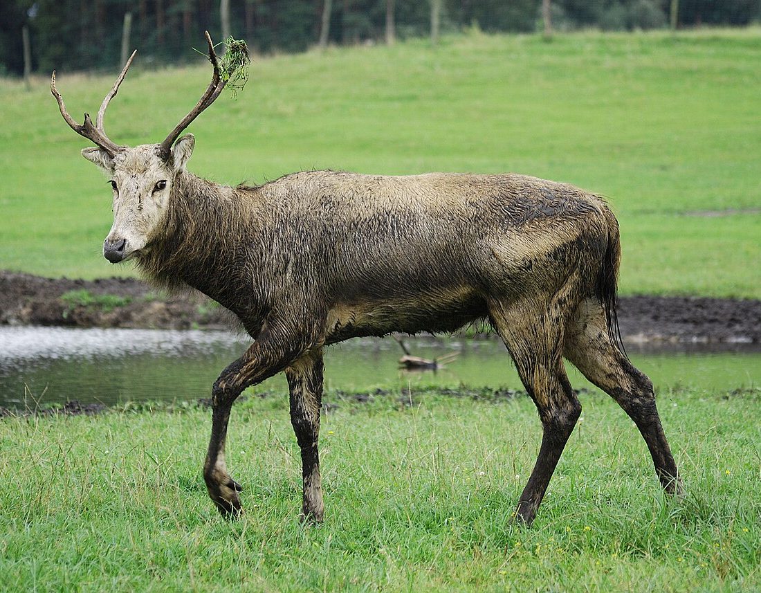 Pere David's Deer reference