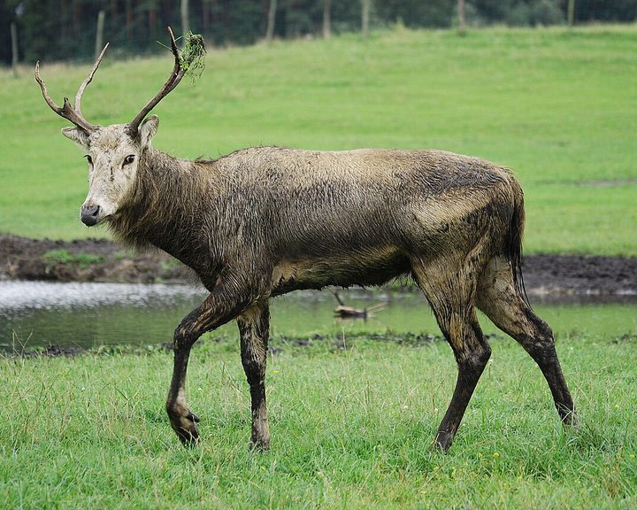 Pere David's Deer