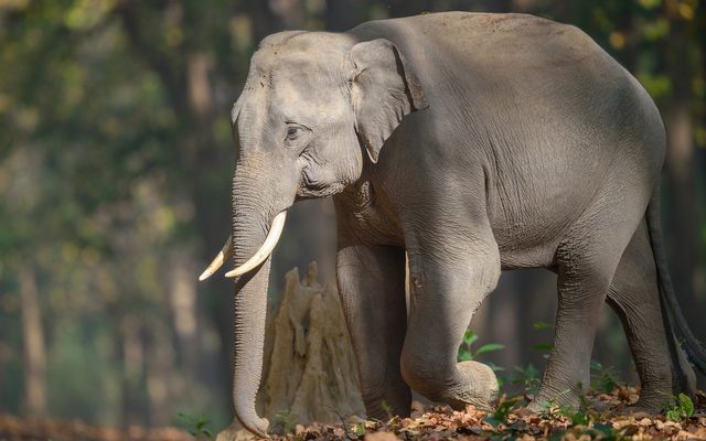 Indian Elephant reference