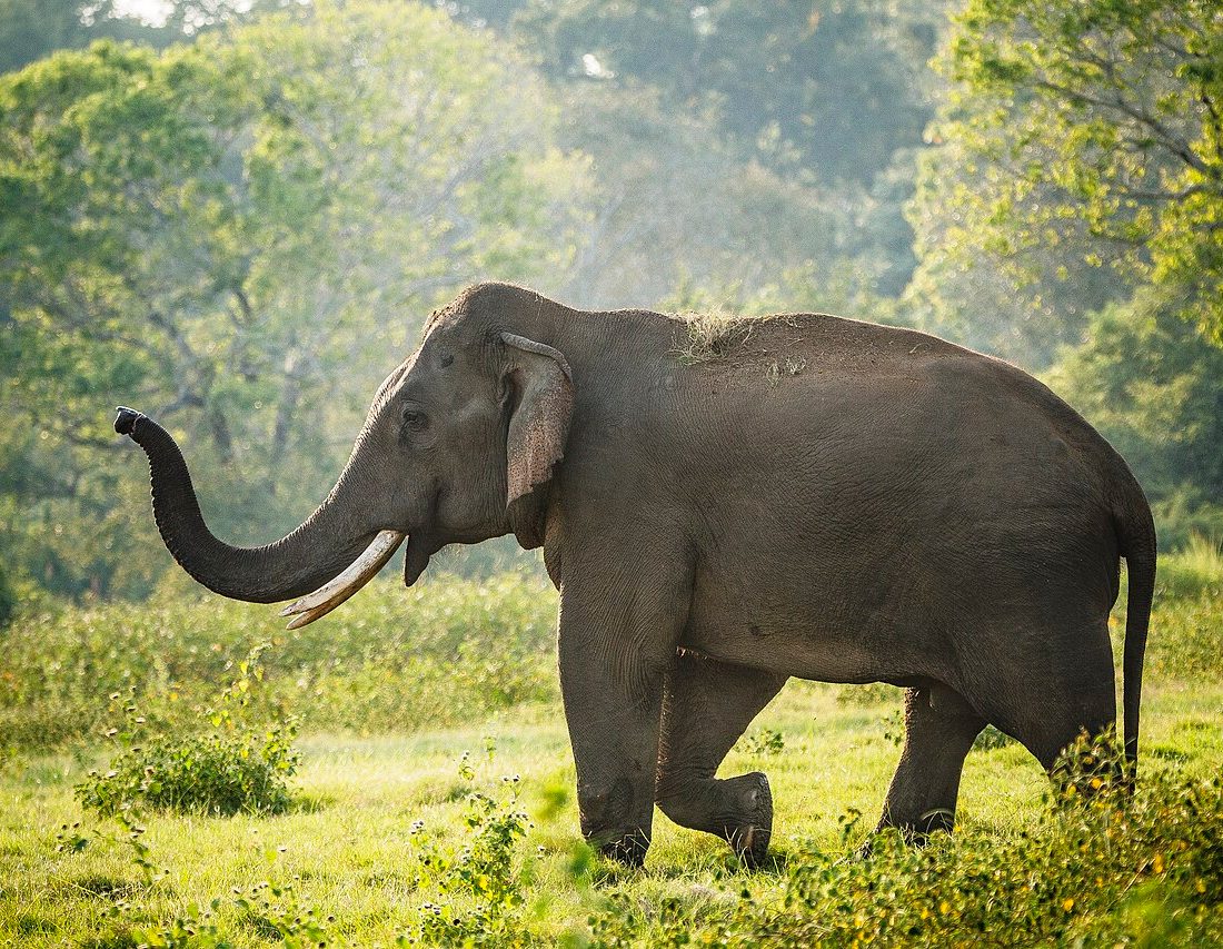 Sri Lankan Elephant reference