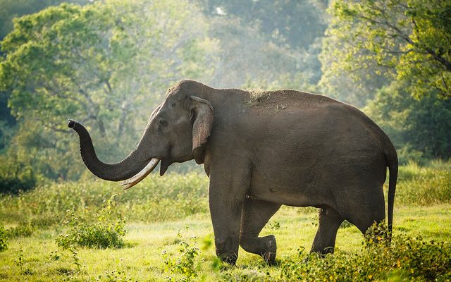 Sri Lankan Elephant reference