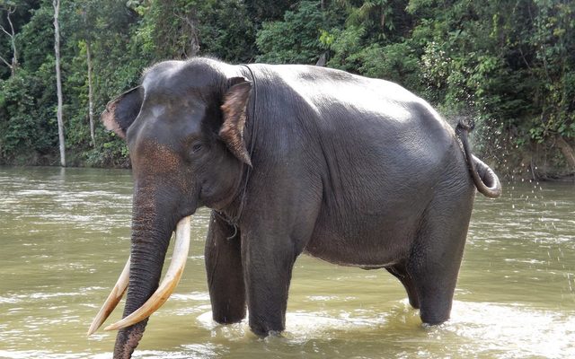 Sumatran Elephant reference