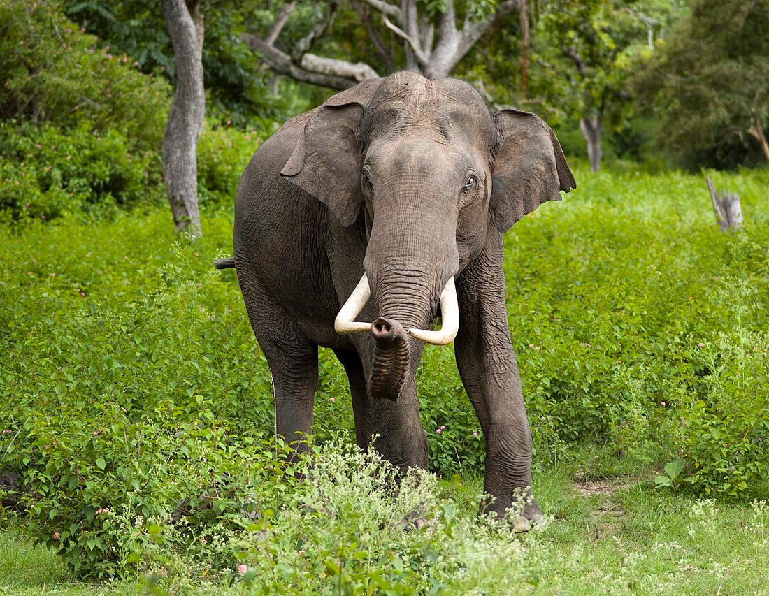 Elephas maximus reference
