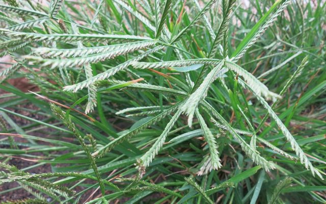Finger Millet reference