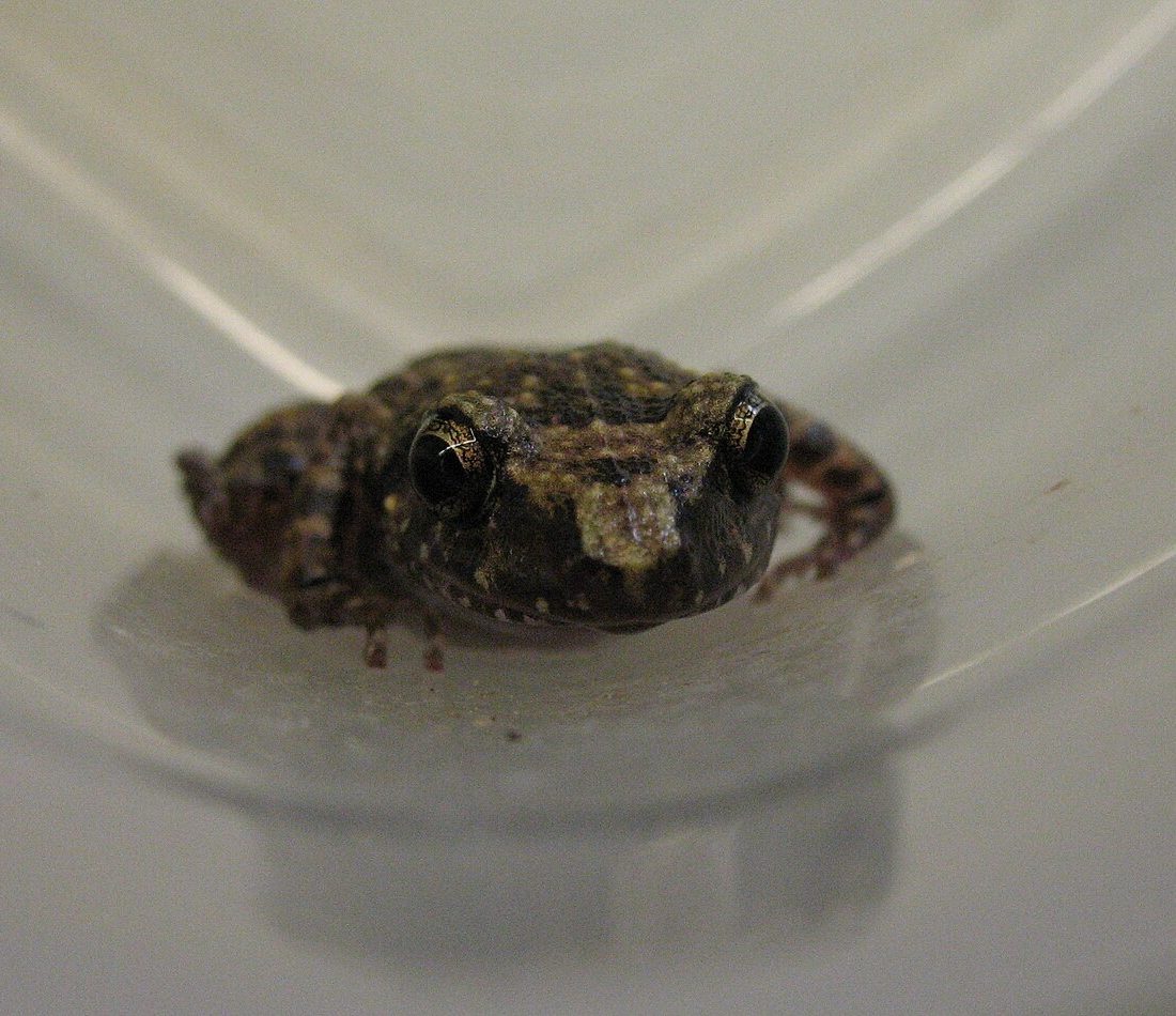 Eleutherodactylus cystignathoides reference