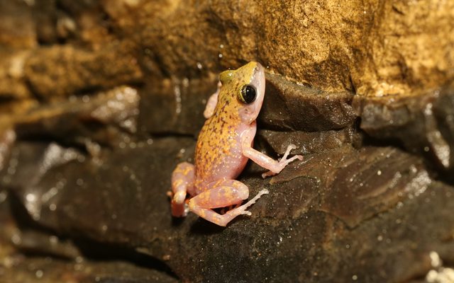 Cliff Chirping Frog reference