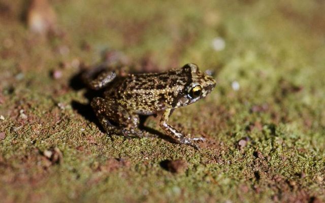 Greenhouse Frog reference