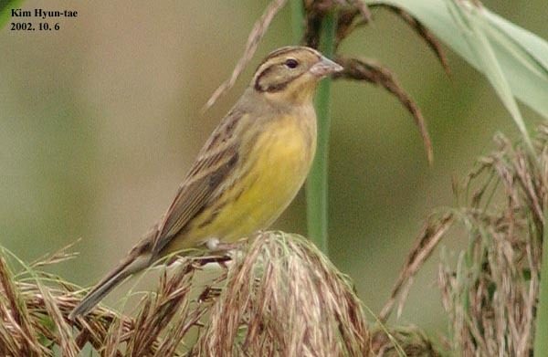 Yellow-breasted Bunting reference