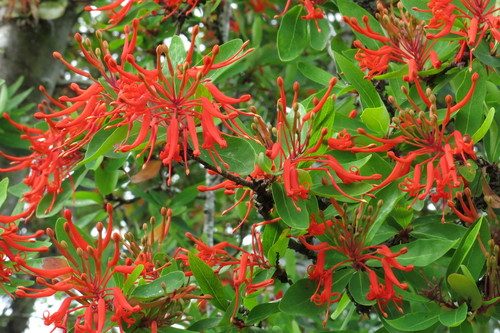 Chilean Firebush reference