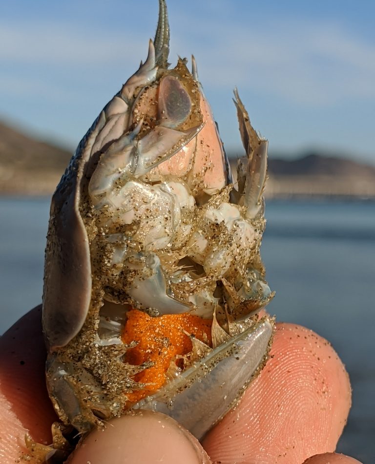 Pacific Sand Crab reference