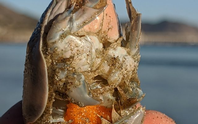 Pacific Sand Crab reference