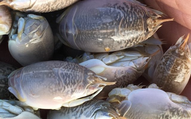 Atlantic Mole Crab reference