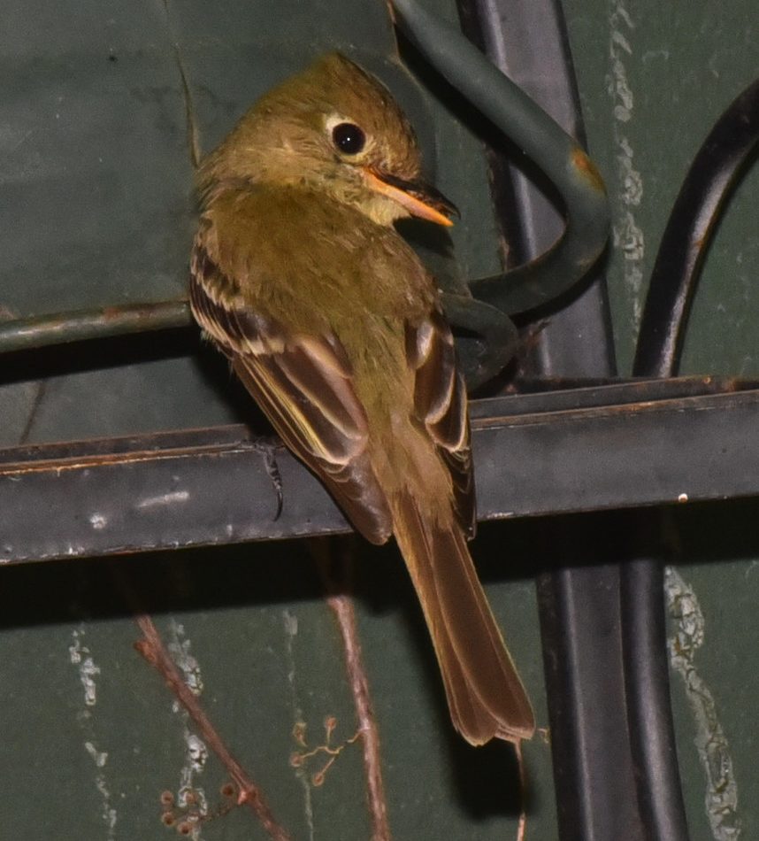 Western Flycatcher reference