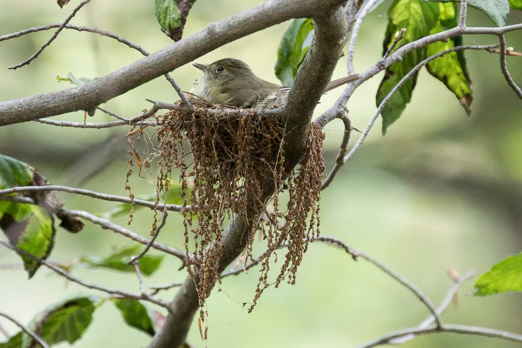 Acadian Flycatcher reference