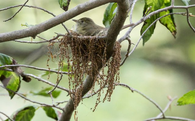 Acadian Flycatcher reference