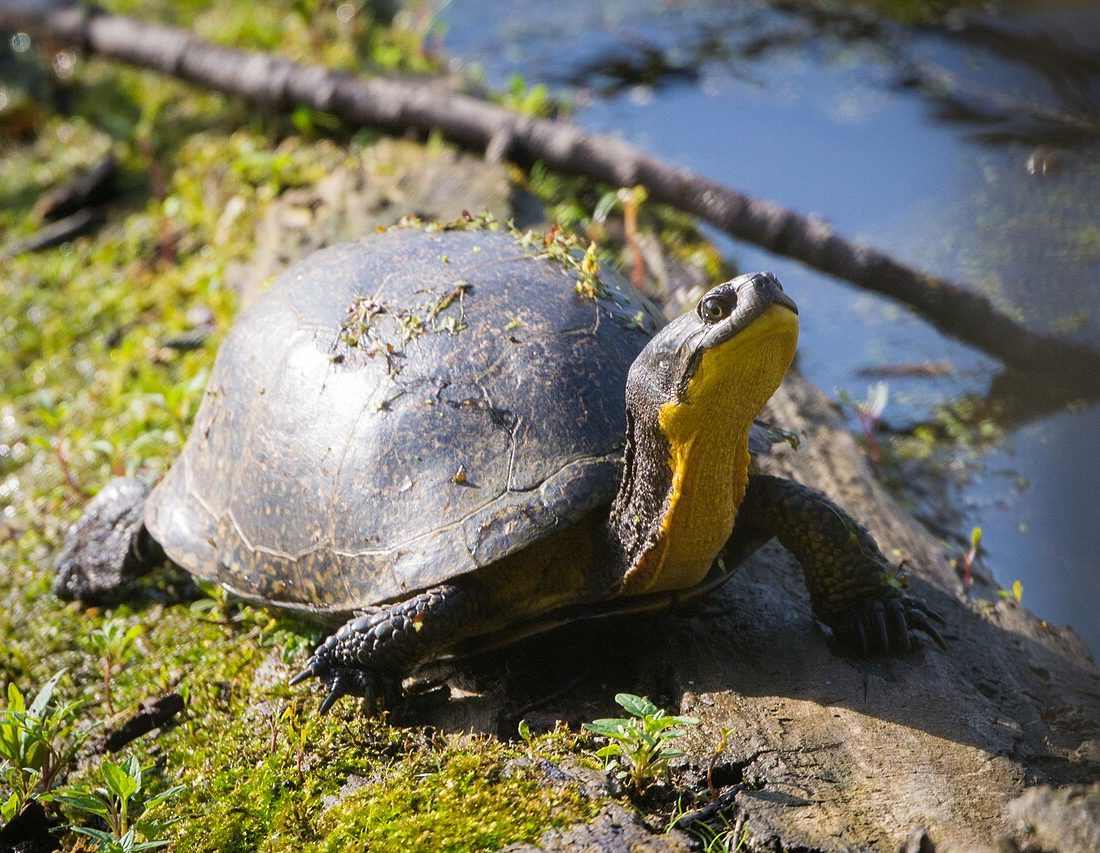Blanding's Turtle reference