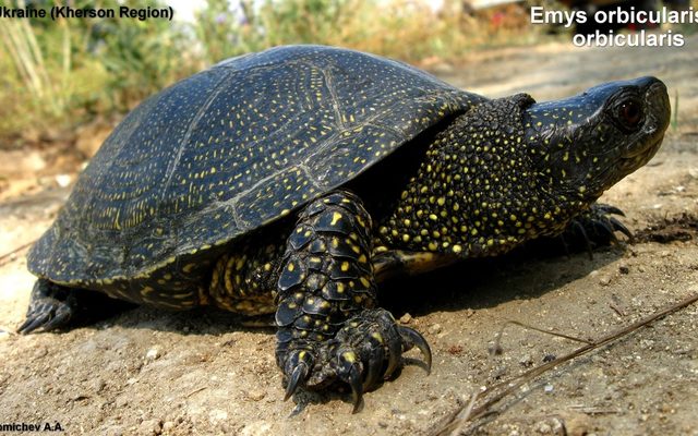 European Pond Turtle reference