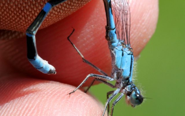 Tule Bluet reference