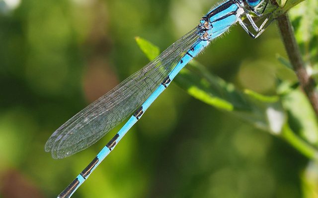 Familiar Bluet reference