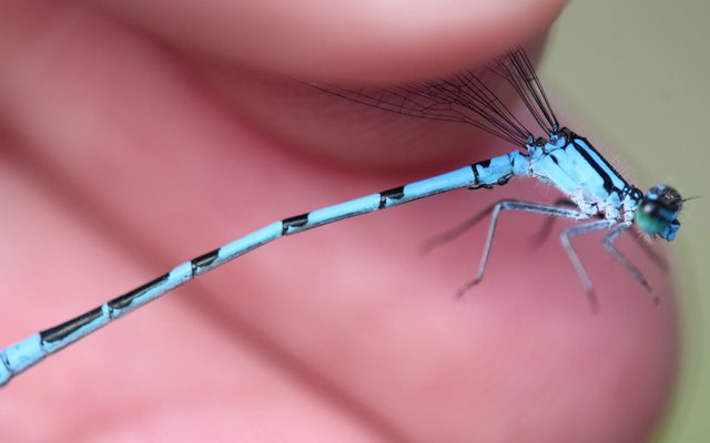 Marsh Bluet reference
