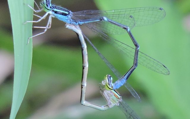 Stream Bluet reference