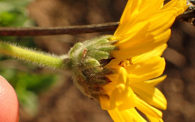 California Sunflower reference