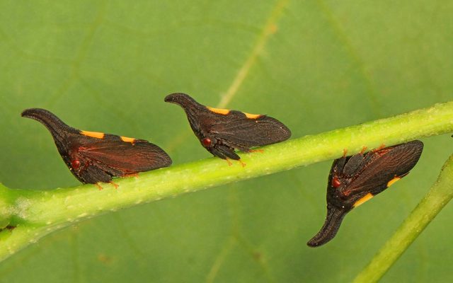 Two-Spotted Treehopper reference
