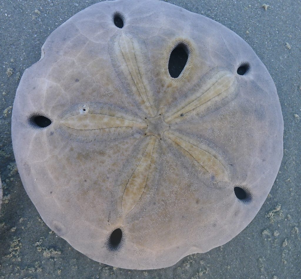 Arrowhead Sand Dollar reference