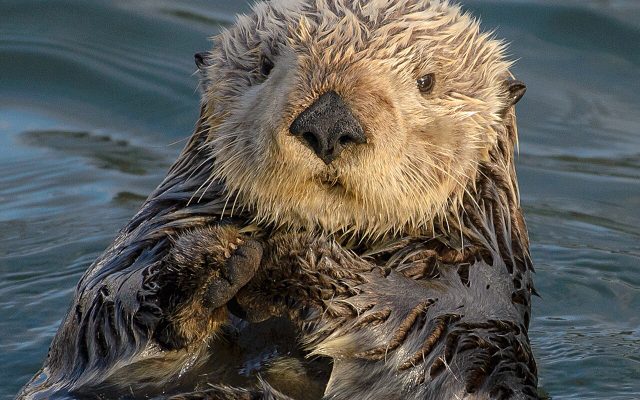 Sea Otter reference