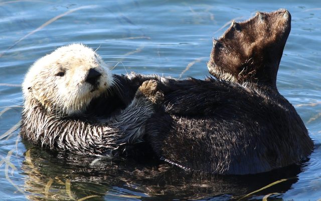 Southern Sea Otter reference