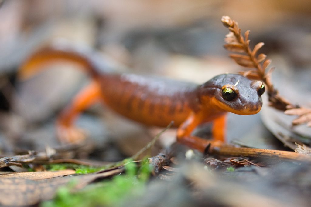 Ensatina reference