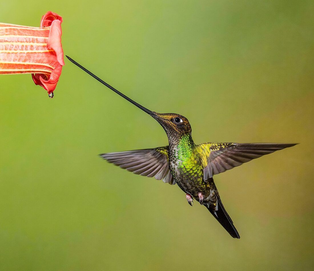 Sword-billed Hummingbird reference