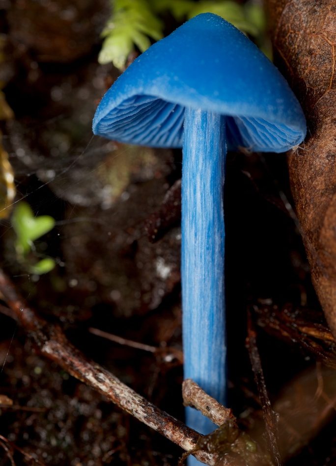 blue pinkgill reference