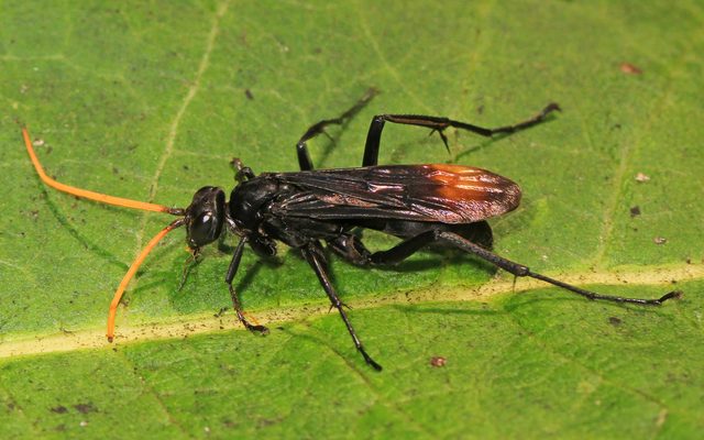 Spider Wasp reference