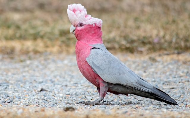Galah reference
