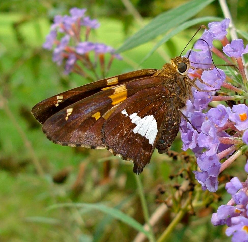 Silver-spotted Skipper reference