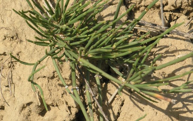 European Ephedra reference