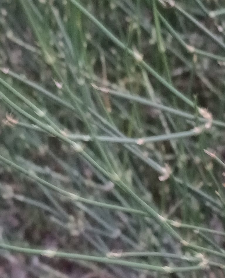 Desert Ephedra reference