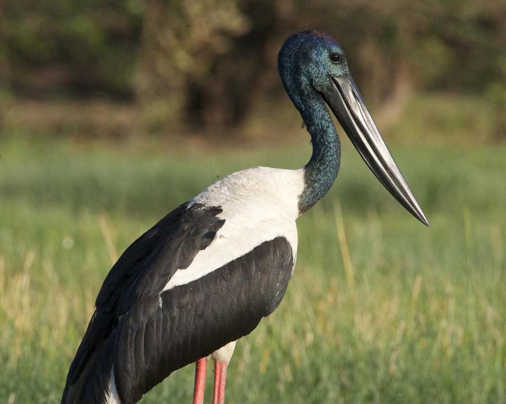 Black-necked Stork reference