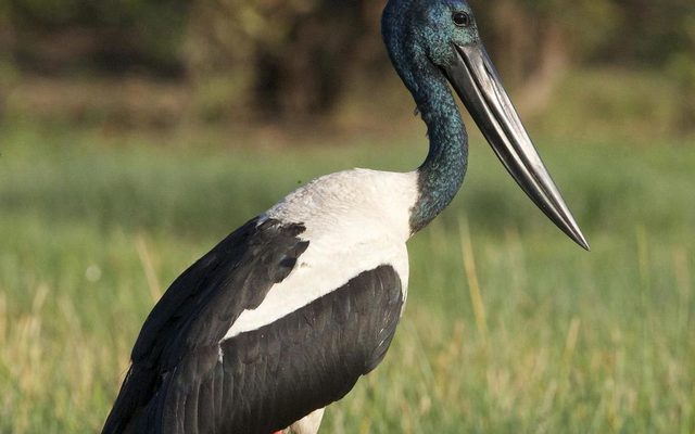 Black-necked Stork reference