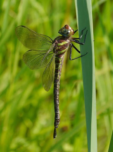 Swamp Darner reference