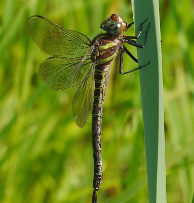 Swamp Darner reference