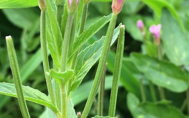 Fringed Willowherb reference