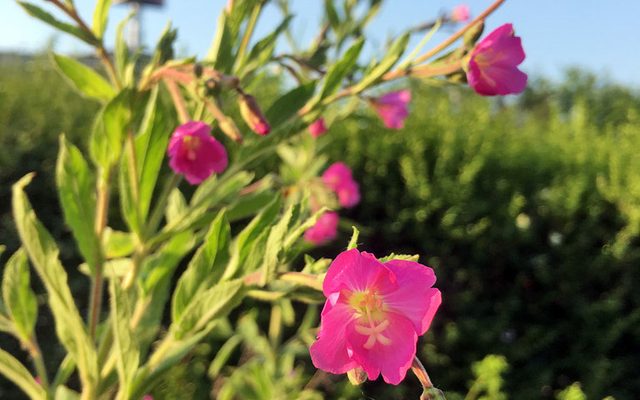 Great Hairy Willowherb reference