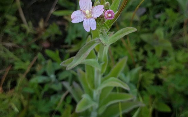 Small-flowered Willowherb reference